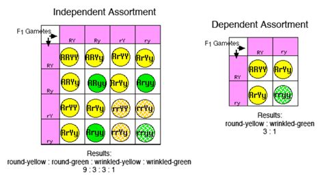 Gregor Mendel Timeline Timetoast Timelines