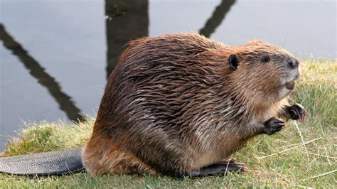 British Wildlife Of The Week Special Reintroducing Beavers The