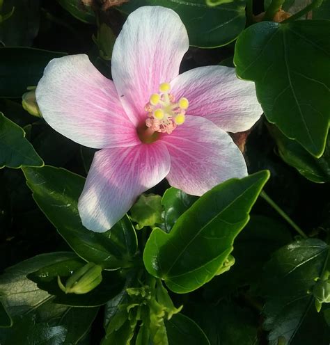 Hibiscus Pink Chiffon In 68mm Super Tube Trigg Plants