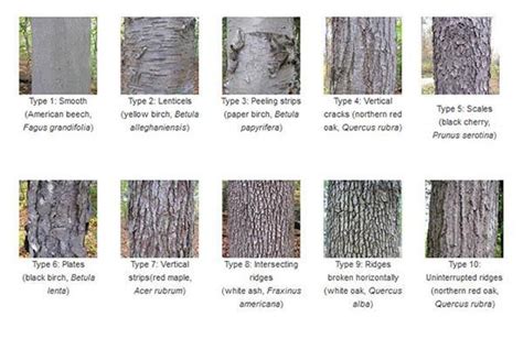 Tree Bark Identification Good To Know When Identifying Mushrooms That