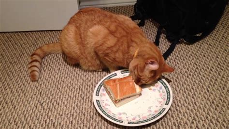 Cat Eating Sandwich Youtube