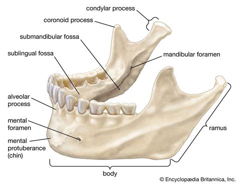 Jaw Structure Function Muscles And Teeth Britannica