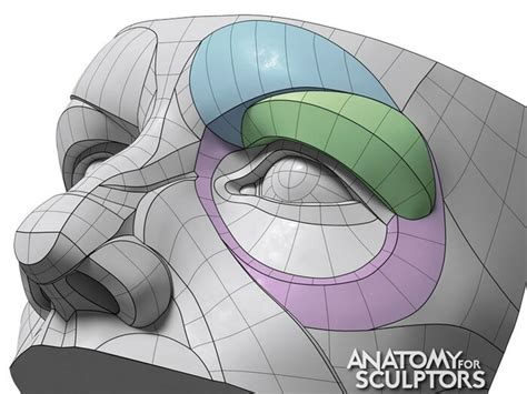 Anatomy For Sculptors The Orbital Region Forms By Anatomy For Sculptors