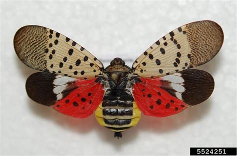 Spotted Lanternfly 101 Us National Park Service