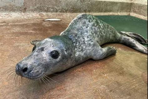 Seal Pup Rescued From Beach Following Dog Attack Cambrian Uk