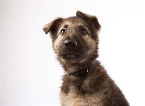 15 Dogs That Look Like German Shepherds