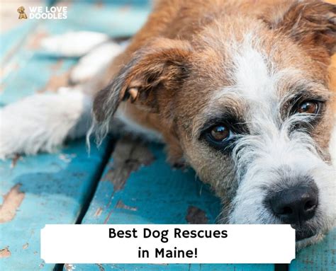 3 Best Dog Rescues In Maine 2024 We Love Doodles