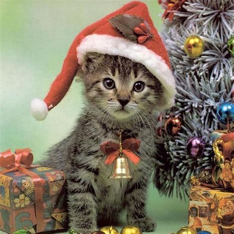 Free Download Christmas Pets Ipad Wallpapers Christmas Cats