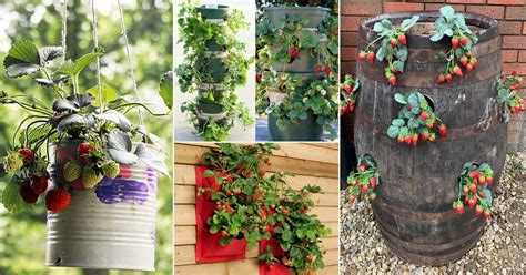 19 Smart Diy Ideas For Growing Strawberries In Small Space