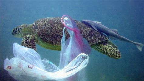 Plastic Pollution