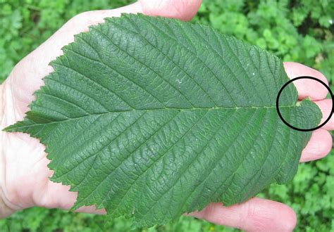 Wych Elm Tree Guide Uk Wych Elm Tree Identification