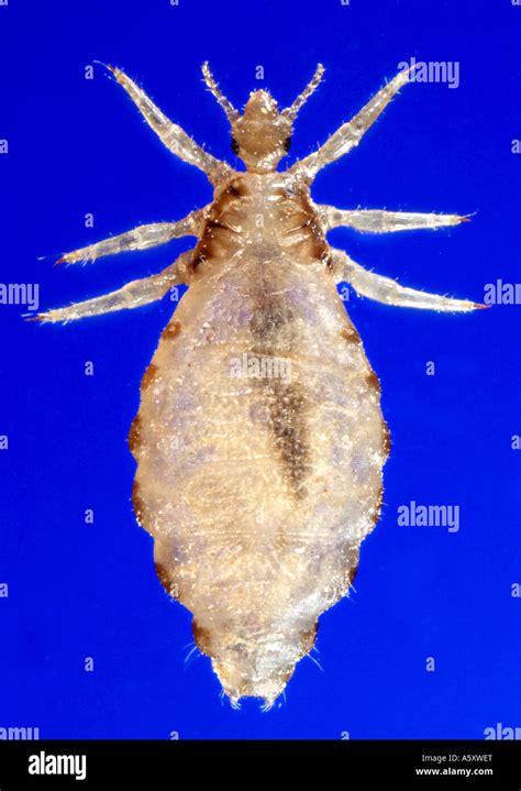 Dorsal View Of A Female Body Louse Pediculus Humanus Var Corporis Stock