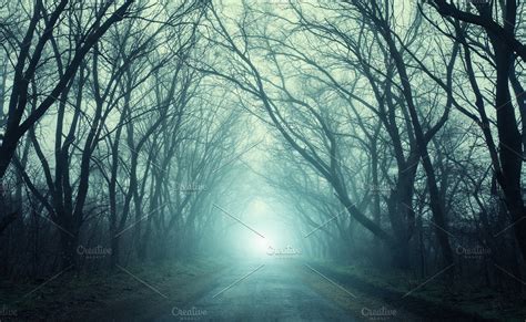 Scary Mysterious Forest In Fog High Quality Nature Stock Photos