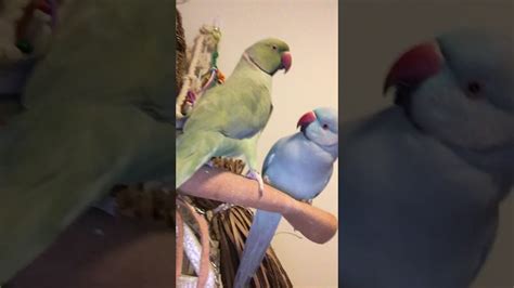 Parrot Brothers Enjoy Morning Kisses From Their Mom And Brother Youtube