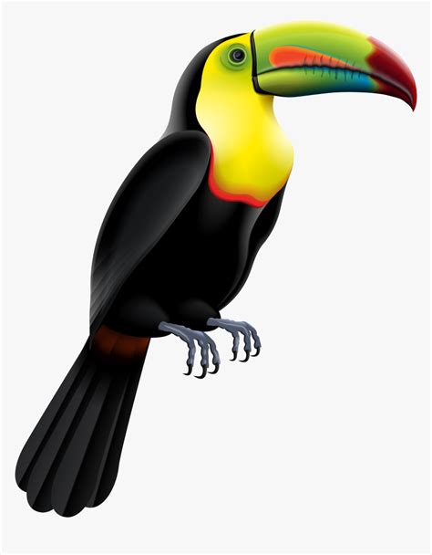Toucan Clipart Rainforest Brazilian Hd Png Download Kindpng