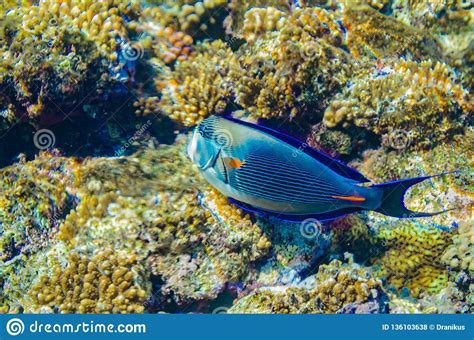 Red Sea Coral Reef With Beautiful Colorful Fish Stock