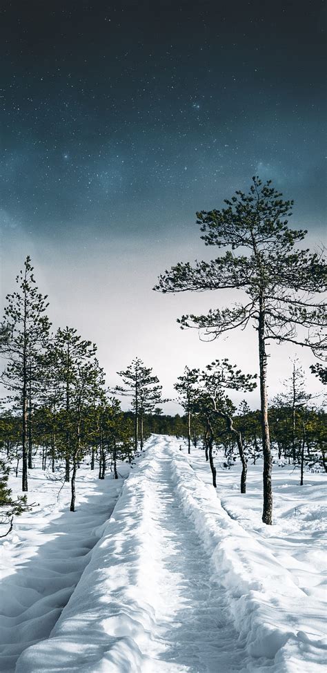 1440x2960 Winter Road Trees Landscape Samsung Galaxy S8 Samsung