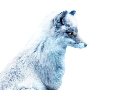Arctic Snow Fox Png Image For Free Download