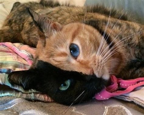 Chimera A Cute Cat Has Two Toned Face Charismatic Planet