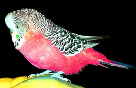 Budgie Description Habitat Image Diet And Interesting Facts