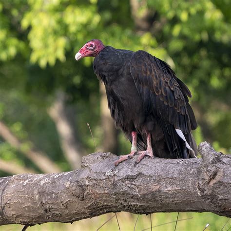 Turkey Vulture Potawatomi Zoo