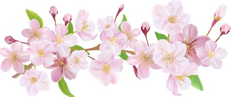 50+ Cherry Blossom Transparent Background Flower Png - さととめ png image