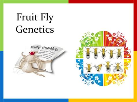 Ppt Fruit Fly Genetics Powerpoint Presentation Free Download Id