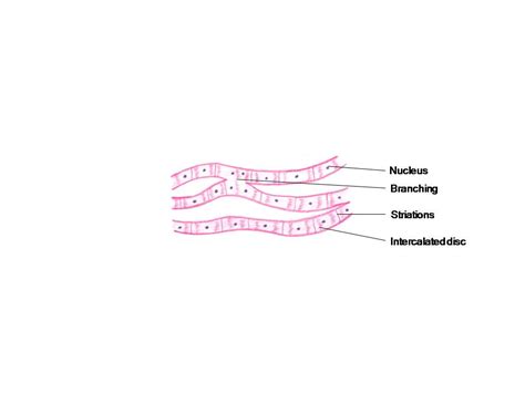 In skeletal muscle, a single type of somatic nervous system traverses to muscle, where it stimulates organelle in the muscle cells in order to release calcium. HISTOLOGY DIAGRAMS: General histology - specific points