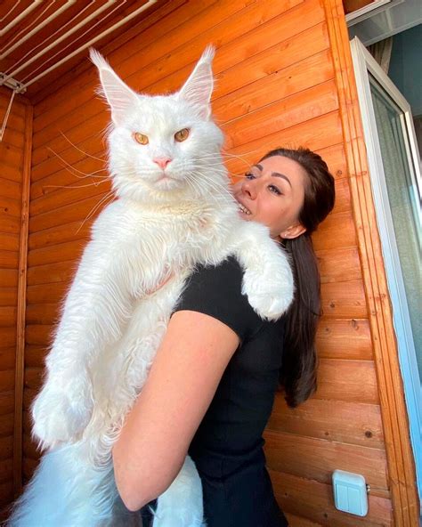 Meet Kefir The Most Popular Maine Coon Cat In Russia Photos Russia