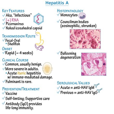Immunologymicrobiology Glossary Hepatitis A Virus Draw It To Know It
