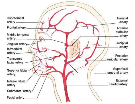 Any slowdown in blood flow keeps your organs from getting the oxygen and nutrients they need to do their job. Arteries of the head, face, and neck | Arteries, Carotid ...