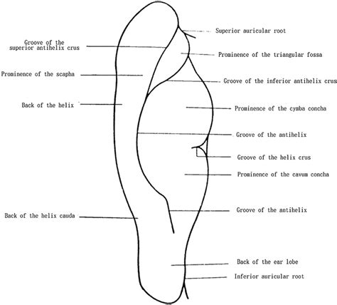 The Posterior Auricular Anatomy Download Scientific Diagram