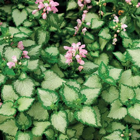 This particular variety of viola is a personal favorite! Spotted deadnettles - FineGardening
