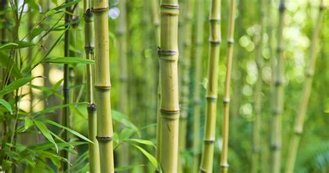 Plantation Du Bambou Dans Votre Jardin Avantages Et Conseils