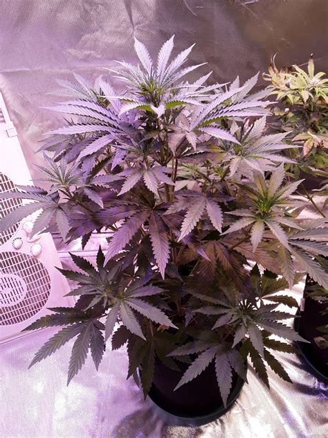 Bubba Kush Autoflowering Von Humboldt Seed Organisation Cannabis