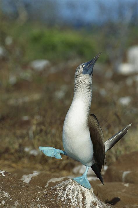 Blue Footed Booby Dancing Galapagos Photograph By Tui De Roy