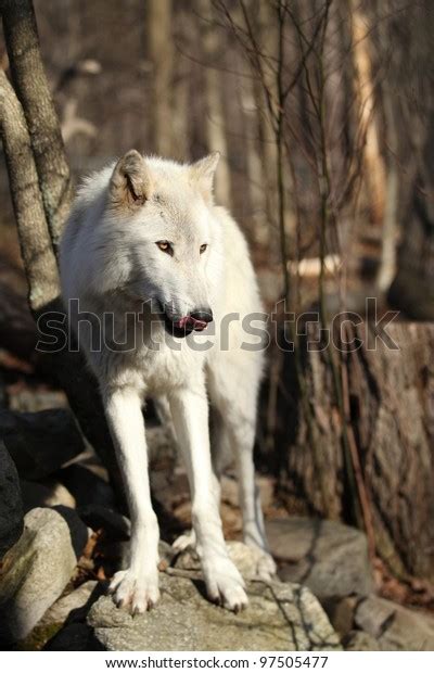 North American Gray Wolf Stock Photo 97505477 Shutterstock