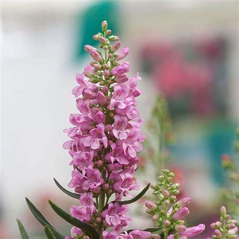 Perennial plants in zone 8 gardens must be able to tolerate a fair amount of summer heat. Top New Sun-Loving Perennials for 2014 | Flowers ...