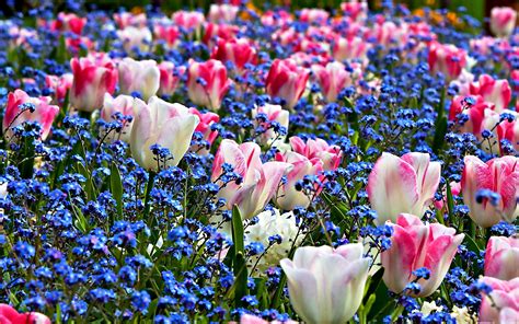 Dream Spring 2012 Field Of Flowers Wallpapers Hd Wallpapers 96621