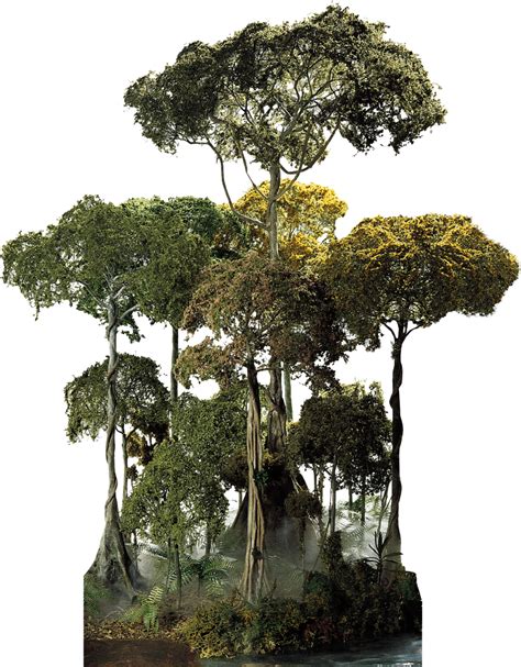 This category includes large trees. Layers Of The Rainforest | Tropical Rainforest | DK Find Out