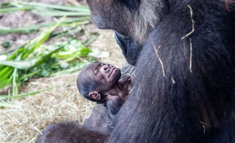 Baby Gorilla Born At Disneys Animal Kingdom ⋅ Disney Daily