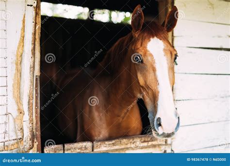 Picture Of Beautiful Horse Looking Through Window Stock Photo Image