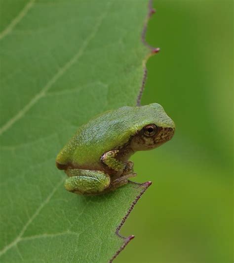 Gray Tree Frog Hyla Versicolor By Ashley Hockenberry Flickr