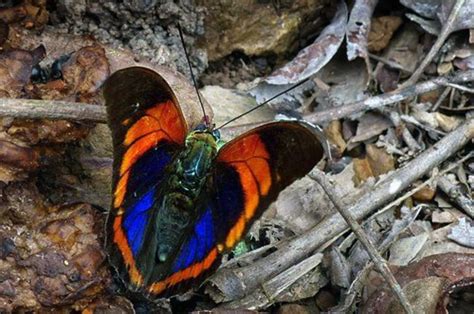 Top 10 Rare Or Endangered Butterflies Owlcation