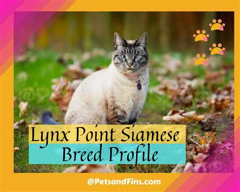 Lynx Point Siamese Cats All You Wanted To Know Petsandfins