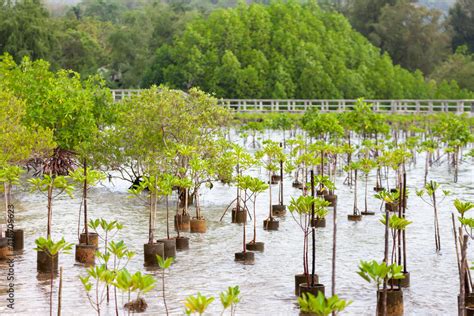 Replanting And Rewilding Mangroves Forest For Sustainable And Restoring