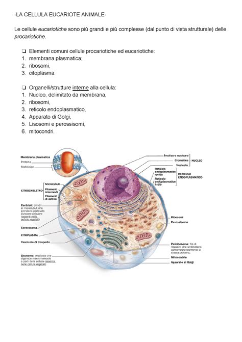 La Cellula Eucariote Docsity