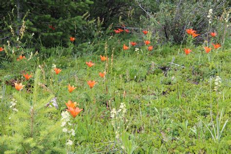 Field Of Orange Fire Lilies Free Stock Photo Public Domain Pictures
