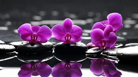 Télécharger pilote imprimante canon ir 1024a ufr ii. Télécharger gratuitement ce fond d'écran | Fond d'écran orchidée, Peinture fleurs, Image zen