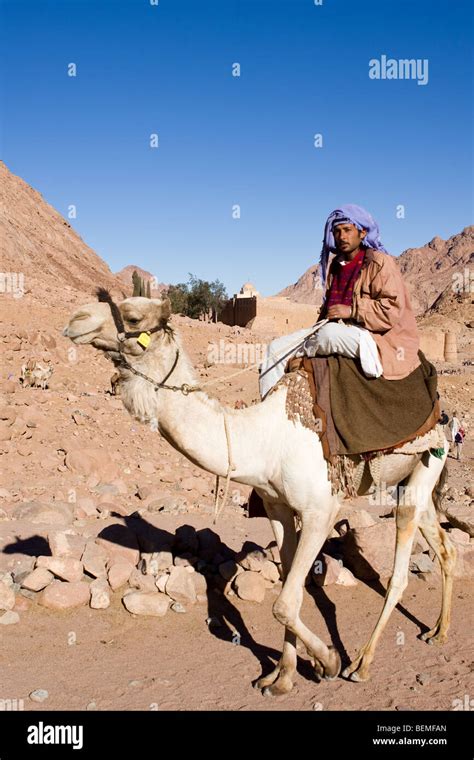 Egyptian Bedouin Guide And Camel Early Morning St Catherines Monastery Mount Sinai Egypt